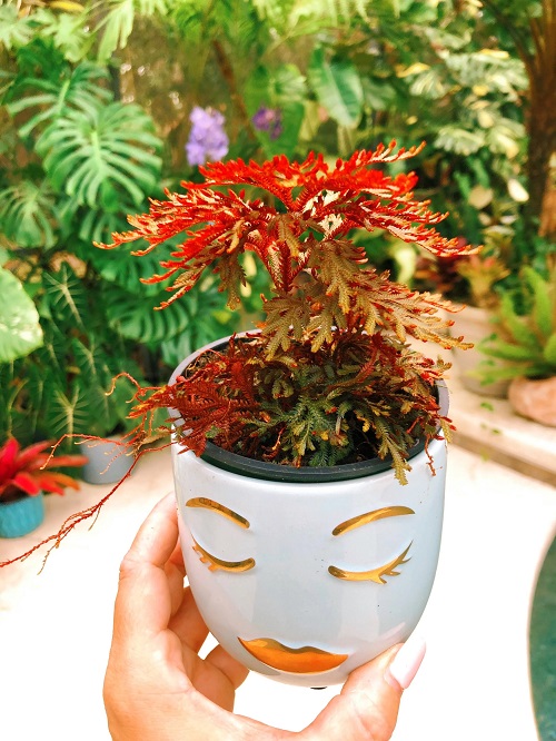 Red Fern Plants