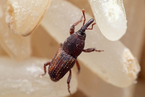 Tiny Bugs In House Near Windows 15