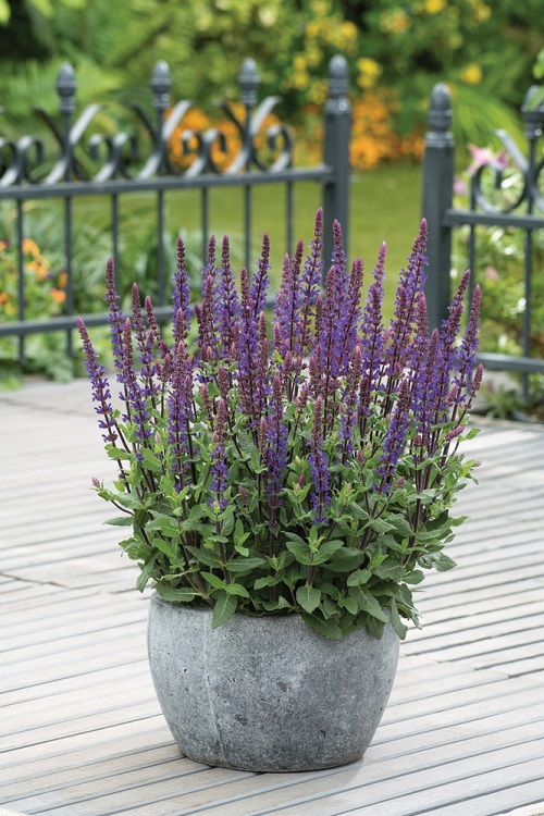 Best Lavender Flowers 9