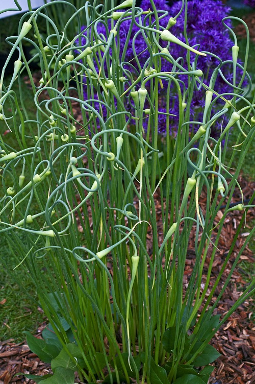 Garlic Growing Stages 3