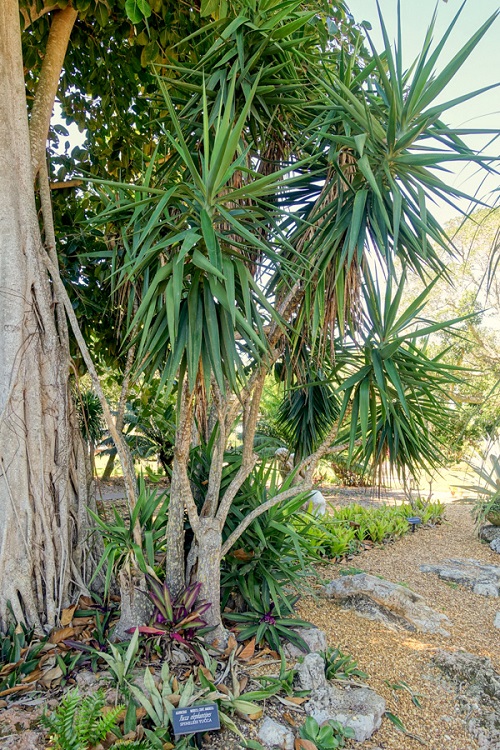 Different Types of Yucca Plant Varieties