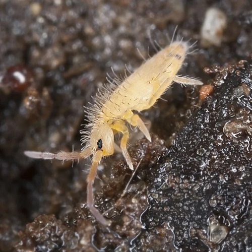 Tiny Black Bugs in Bathroom with No Wings 1