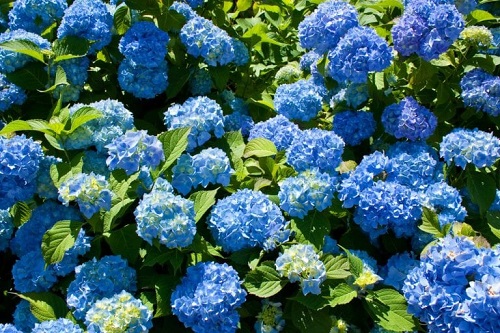 How to Revive Hydrangeas 2