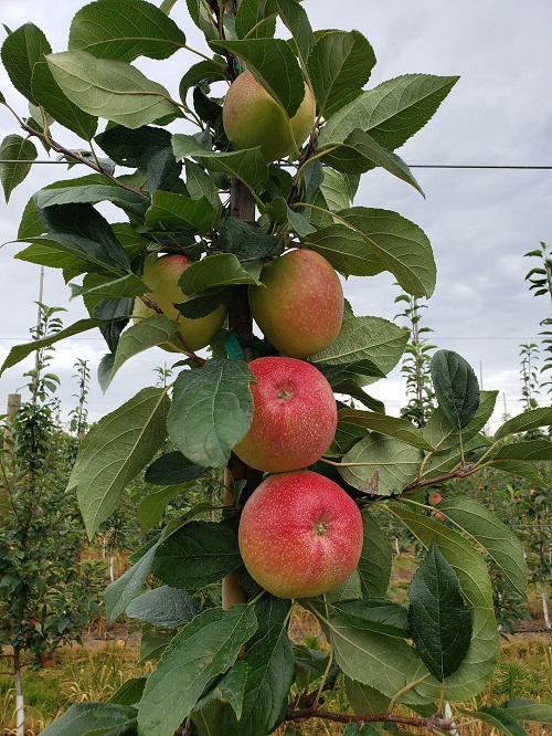 Sweet Apple Varieties 3