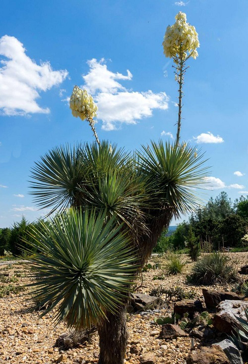 Different Types of Yucca Plant Varieties 11