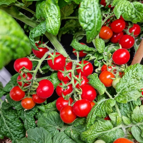 Tickle Your Tomato Plant Like This for Bumper Harvest 2