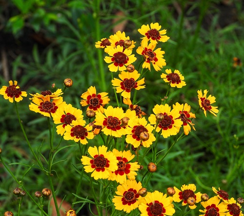 48 Best Deer Resistant Perennials 23