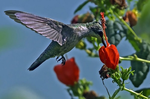 17 Plants That Attract Hummingbirds in Florida 3