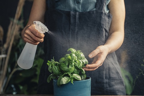 Tips to Grow Bigger Basil Leaves 10