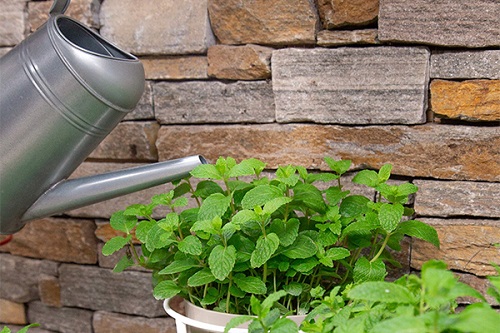 How Often to Water Mint 2