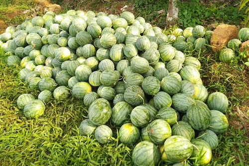 How to Pick a Good Watermelon