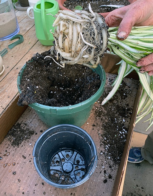 Repotting a Spider Plant | How to Repot a Spider Plant 2