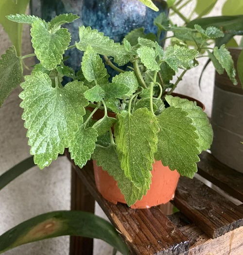 White Spots on Catnip Leaves