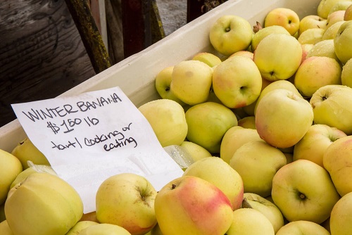 Sweet Apple Varieties 23