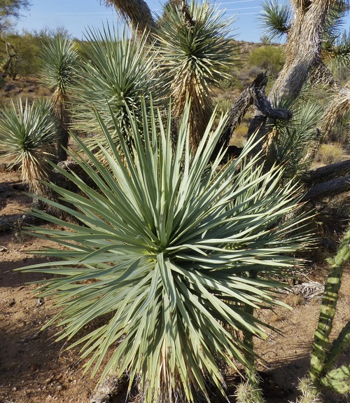 Different Types of Yucca Plant Varieties 24