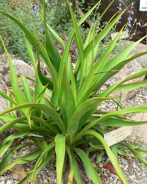 Different Types of Yucca Plant Varieties 22