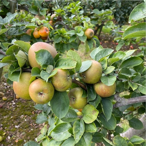 Different Types of Green Apple Varieties 18