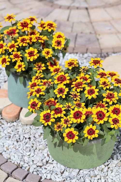 Growing Zinnias in Pots 4