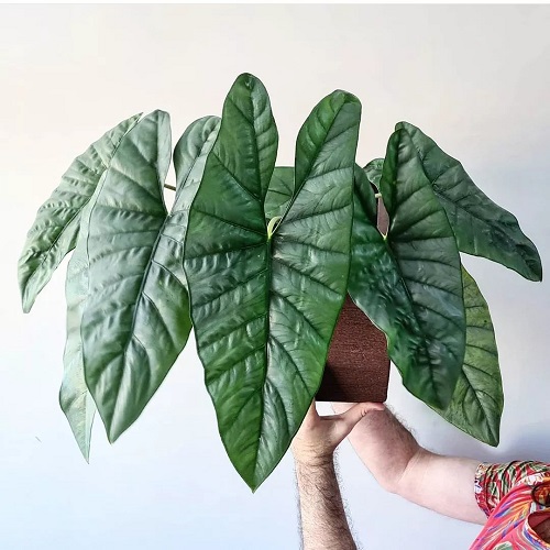 Alocasia Corazon 2