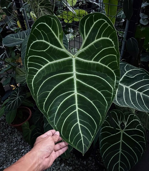 Anthurium Regale 10