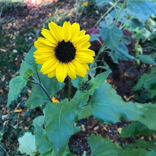 Beach Sunflower 10