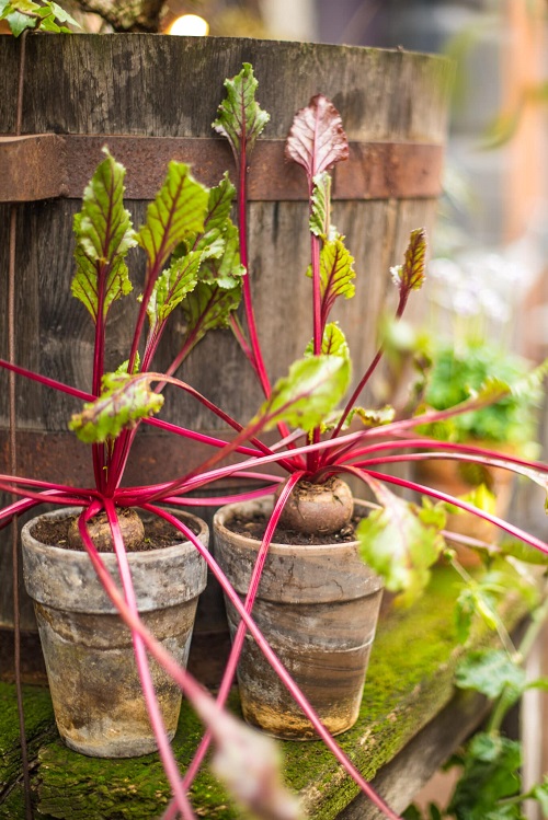 Container Vegetable Gardening 10