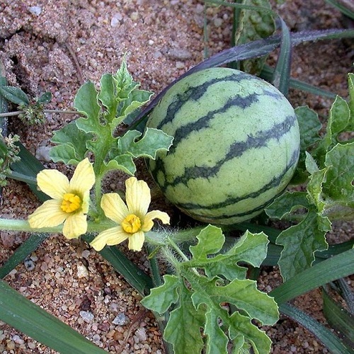 Sweetest Watermelon Varieties