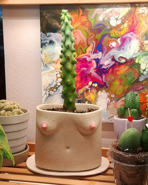 Boobie Cactus