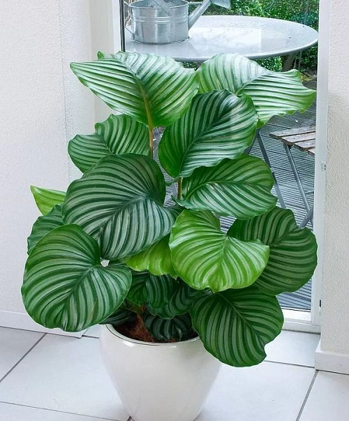 Calathea Orbifolia