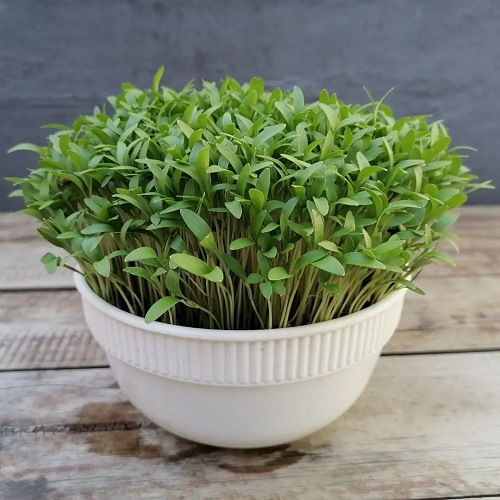 How to Grow Cilantro Indoors 2