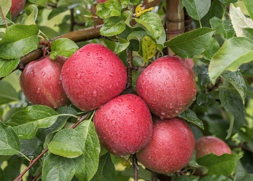 Sweet Apple Varieties 1