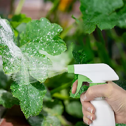 Ways to Get Rid of Powdery Mildew 29