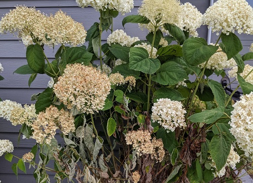 How to Revive Hydrangeas 4