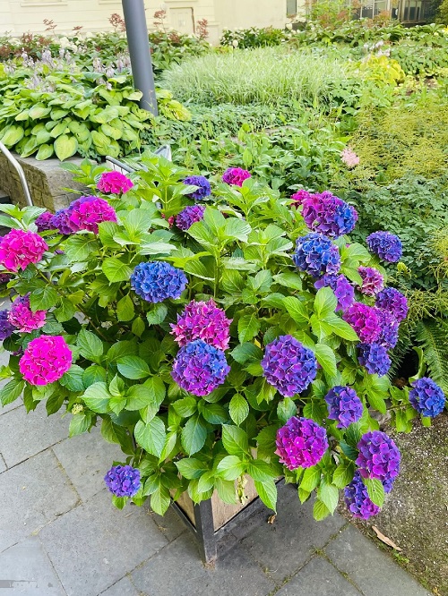 Pink and Blue Flowers