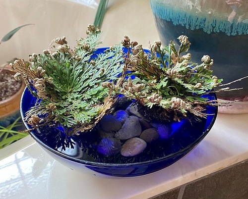 Rose of Jericho Plant 9