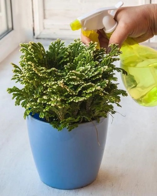 Rose of Jericho Plant 2