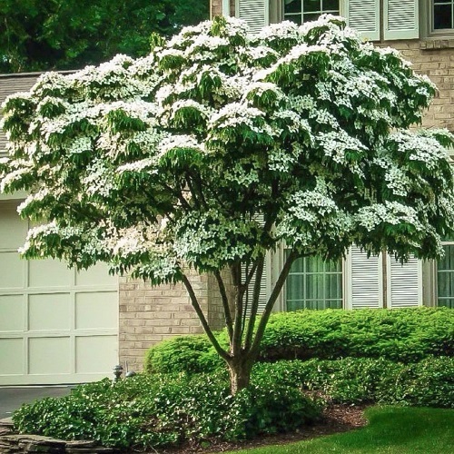 Different Types of Dogwood Tree Varieties 5