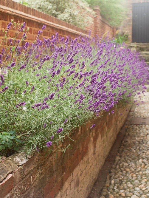 Is Lavender a Perennial or Annual 2