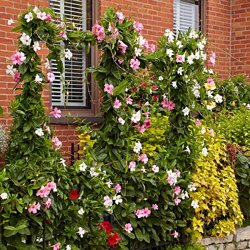 Mandevilla Trellis Ideas 20