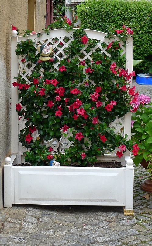 Mandevilla Trellis Ideas