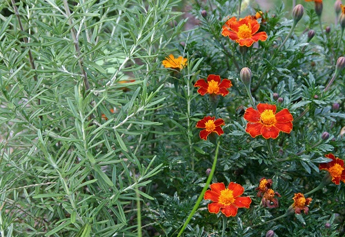 Rosemary Companion Plants 