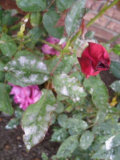 Ways to Get Rid of Powdery Mildew