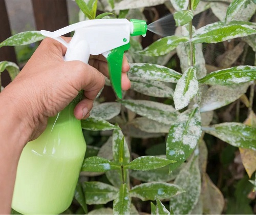 Ways to Get Rid of Powdery Mildew 5