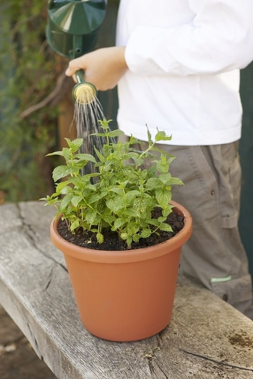 How Often to Water Mint