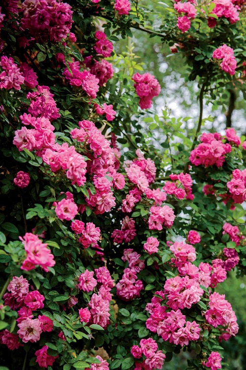 Peggy Martin Climbing Rose 10