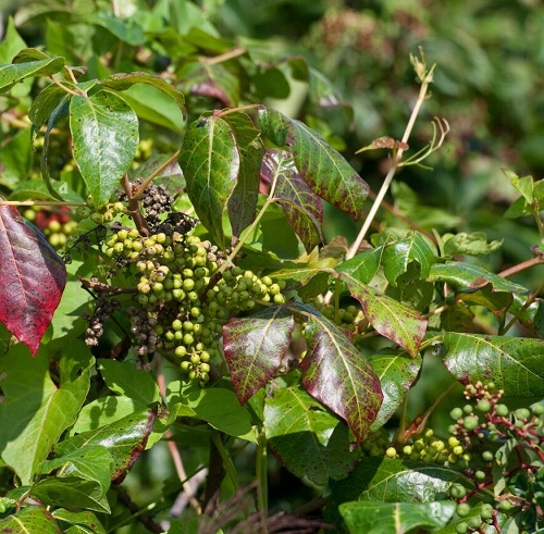 Poison Ivy with red steam