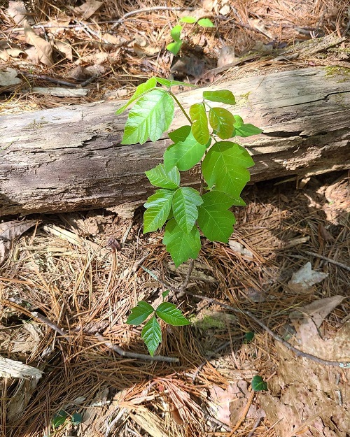 Poison Ivy Killer 