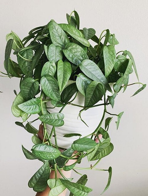 How Long Does a Pothos Plant Live