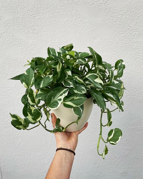 How Long Does a Pothos Plant Live 2