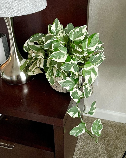 How Long Does a Pothos Plant Live